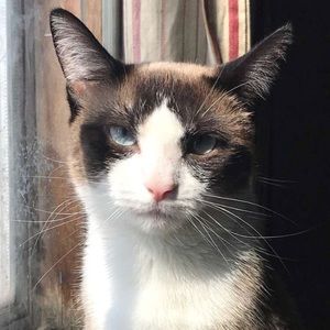 Meet your Posher, Peter